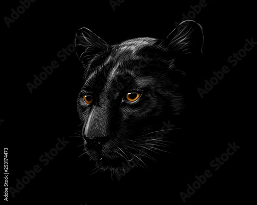 Foto  Head of a black panther