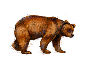 Wall Mural - portrait of a brown bear from a splash of watercolor