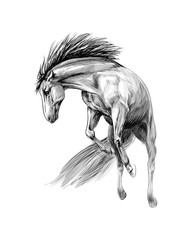 Horse run gallop on a white background. Hand drawn sketch