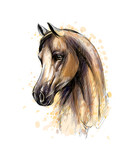 Horse head portrait from splash of watercolors. Hand drawn sketch