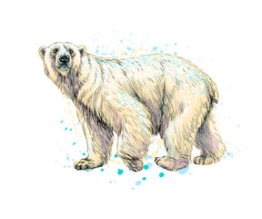 Wall Mural - abstract polar bear from a splash of watercolor, hand drawn sketch