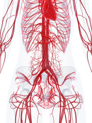 Wall Mural - 3d rendered medically accurate illustration of the vascular system of a healthy female