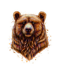 Fototapete - Portrait of a brown bear head from a splash of watercolor