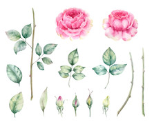 .Flowers And Leaves Of The Roses Isolated On White Background. Watercolor Painting For Wedding Invitations,greeting Card And Design..