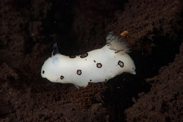 Wall Mural - Jorunna funebris Nudibranch