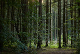 Fototapeta Las - Forest clearing, rows of old pines  s tand in line lightened by sun lights in the deep, background, copy space for your design, environmental concept