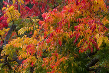 wet and windy fall colors