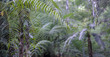 Tropical tree fern forest