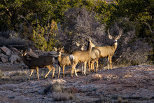 Mule Deer Family