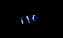 Black & White Ocellaris Clownfish -  Amphiprion Ocellaris Black Variation