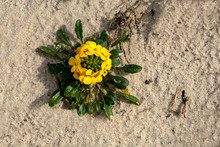 California Primrose (Oenothera Californica) On The Sand In A Beach In California 