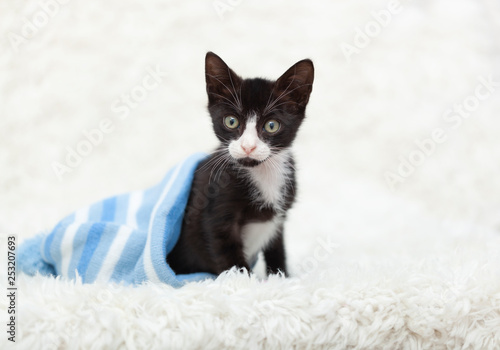 Small Tuxedo Kitten Laying Inside Of A Blue Striped Snow Hat