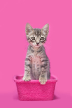 Tabby Kitten Inside A Pink Basket, Pink Background