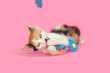 Adorable Calico Kitten Playing With Spring Flower Decoration,  Pink Background
