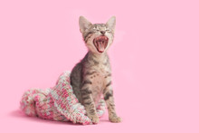 Sleepy Kitten Yawning, Inside A Snow Hat, Pink Background.