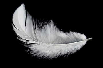 Wall Mural - single white feather isolated on black background. swan feather.