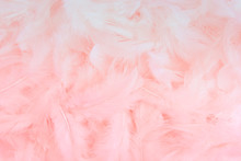 Pink Abstract Background, Pink Feather Background.