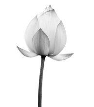 Lotus Flower Black And White Color Isolated On White Background. File Contains With Clipping Path.