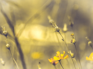 yellow  of cosmos flower blossom in  field. Spring Summer concept nature idea.Lively background