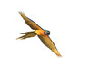 Yellow macaw parrot spread their wings flying beautifully.