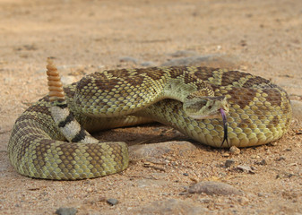 Mojave Rattlesnake (Crotalus scutulatus)