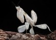 White mantis background black