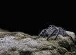 Spider Hyllus Diardi Male and Female