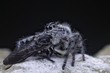 Spider Hyllus Diardi Male and Female
