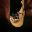 Ant Spider on leaf