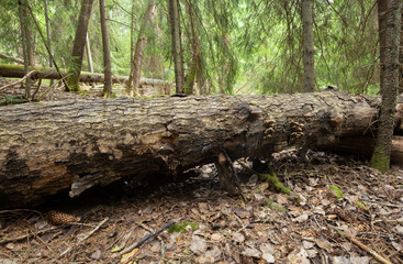 Poster - Large aspen trunk in forest, important habitat for many different species