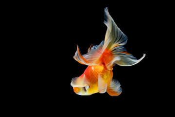 goldfish isolated on a dark black background