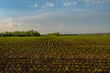 © Фёдор Лашков - Green sprouts crop. Spring field of green sunflower sprouts. Agricultural grounds.