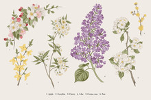 Blooming Trees. Vintage Vector Botanical Illustration. Spring Set