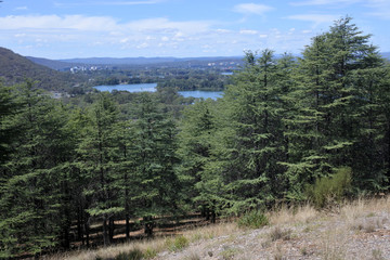 Himalayan cedar forest in Canberra Australian Capital Territory