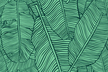 Tropical Leaves. Seamless Texture With Banana Leaf. Hand Drawn Tropic Foliage. Exotic Green Background.