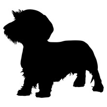 Wirehaired Dachshund Purebred Dog