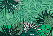 Tropical Background. Texture With Banana Leaves, Palm And  Monstera. 