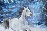 Fototapeta Konie - White arabian horse run fast on winter landscape
