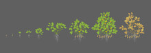 Growth stages of peanut plant. Peanut increase phases. Vector illustration on a dark background. Arachis hypogaea. Also known as the groundnut, goober or monkey nut. The life cycle.