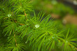 © Magrig - Fresh needles of larch with raindrops in spring