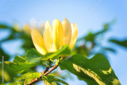Blossoming Yellow Flower Background Natural Wallpaper Flowering Magnolia Brooklynensis Yellow Bird Or Yellow Lily Tree Branch In Spring Garden Macro Image With Copyspace Buy This Stock Photo And Explore Similar Images