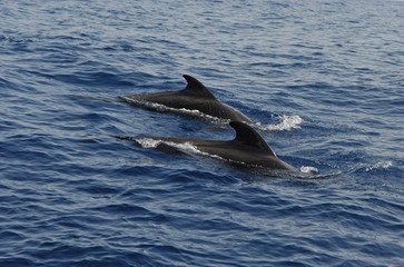  image of a whale