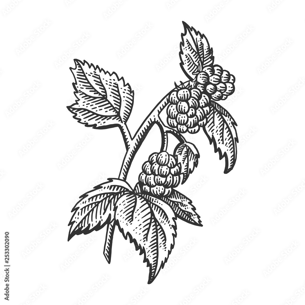 Raspberry berry plant engraving sketch vector illustration. Scratch ...