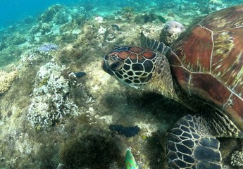 Wall Mural - Tortue, Ile d'Apo, Philippines