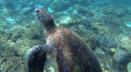 Wall Mural - Tortue, Ile d'Apo, philippines