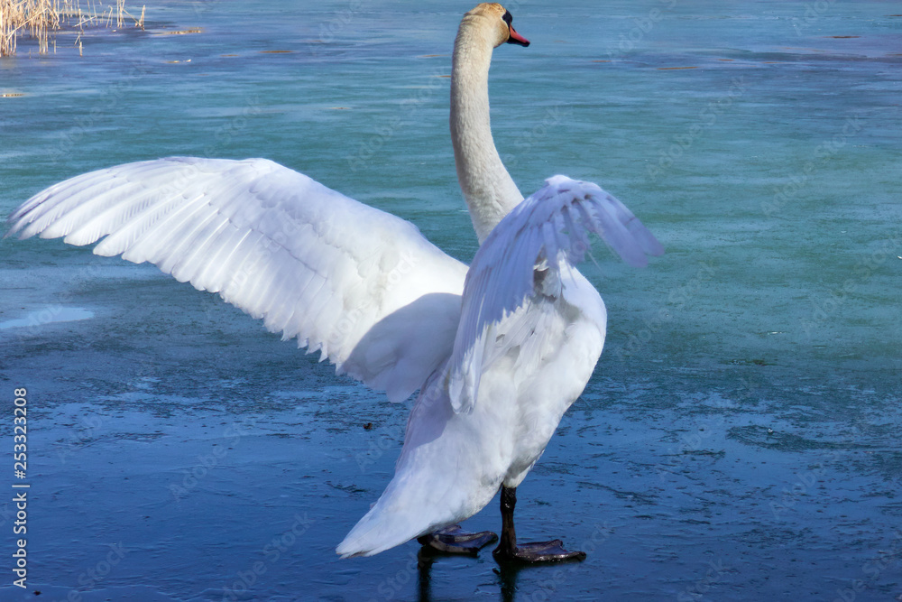 swan spread the wings on ice - obrazy, fototapety, plakaty 