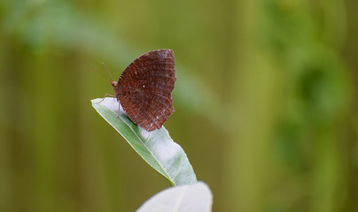 Canvas Print - butterfly on a green leaf