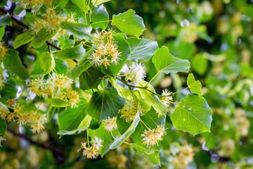 blossom of linden in sunny weather, background. melliferous plants_