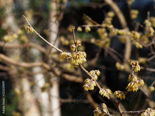 Le Chimonanthe Chimonanthus Yunnanensis Un Arbuste à