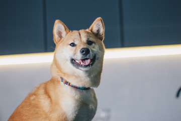 Canvas Print - Cute ,little Shiba Inu dog at home